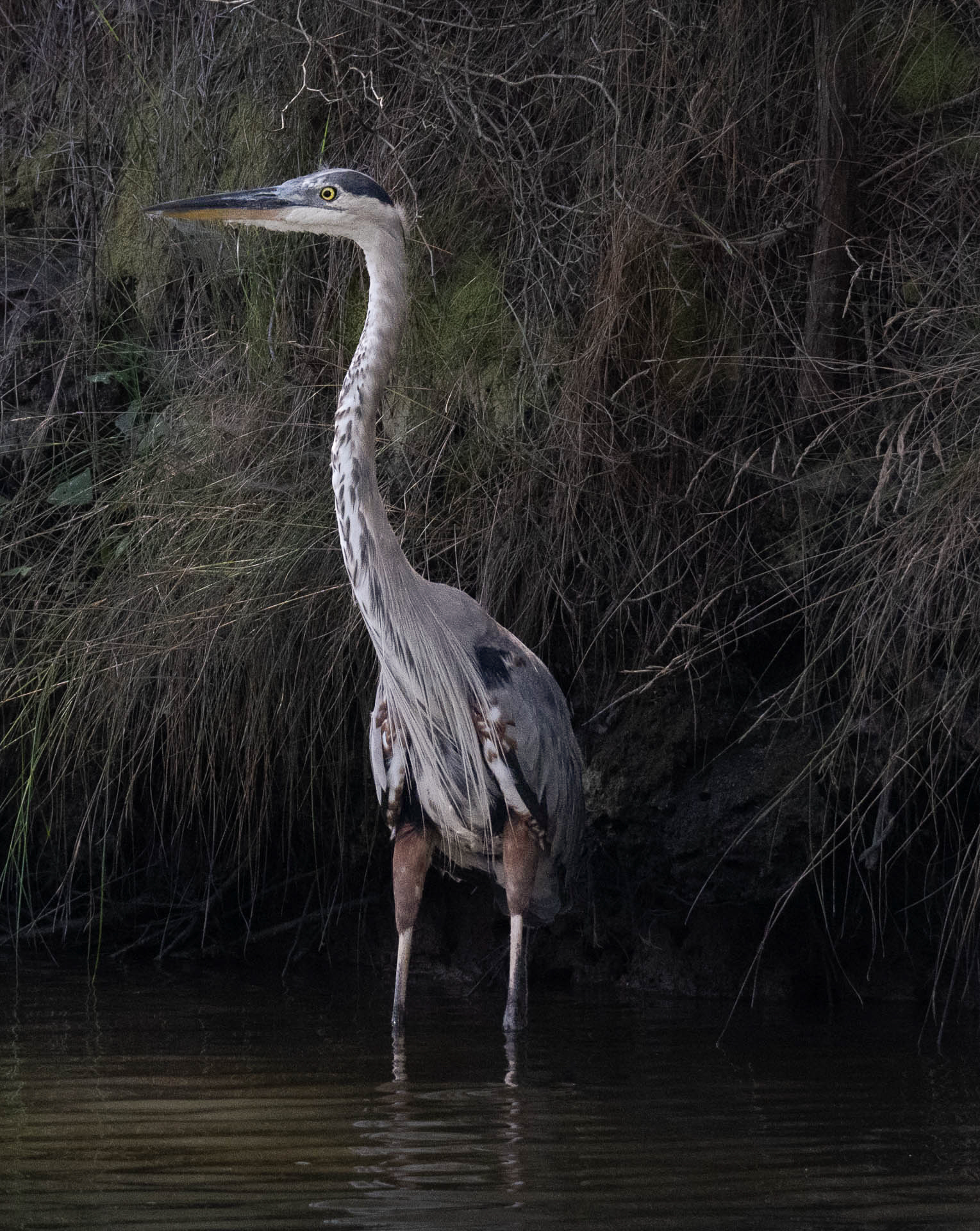 2nd PrizeOpen Nature In Class 1 By Dennis Roberts For Lurking In The Shadows DEC-2024.jpg